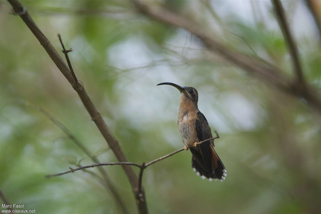 Bronzy Hermitadult, identification