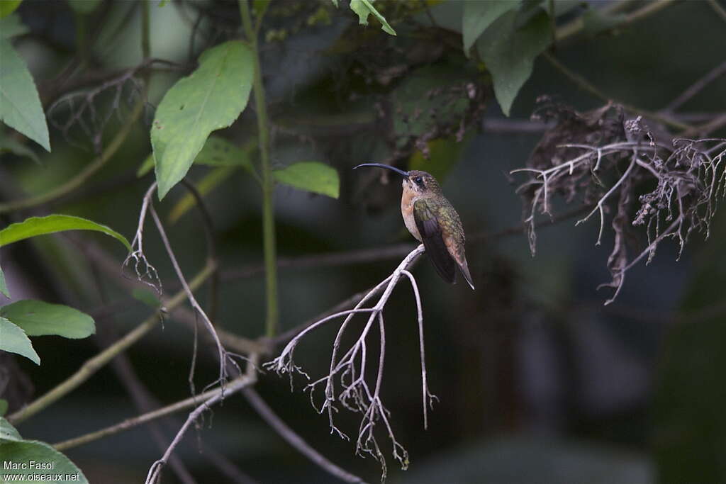 Bronzy Hermitadult, identification