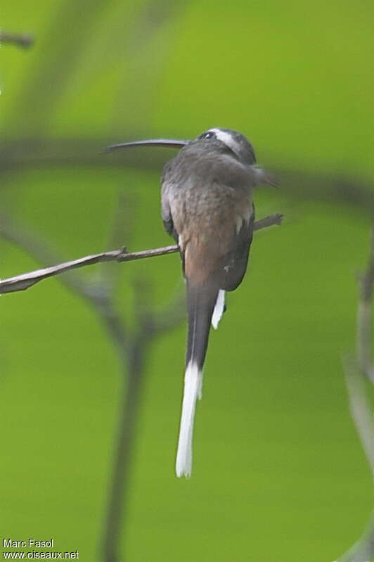 Sooty-capped Hermitadult, identification
