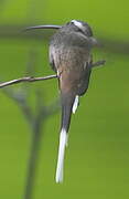 Sooty-capped Hermit