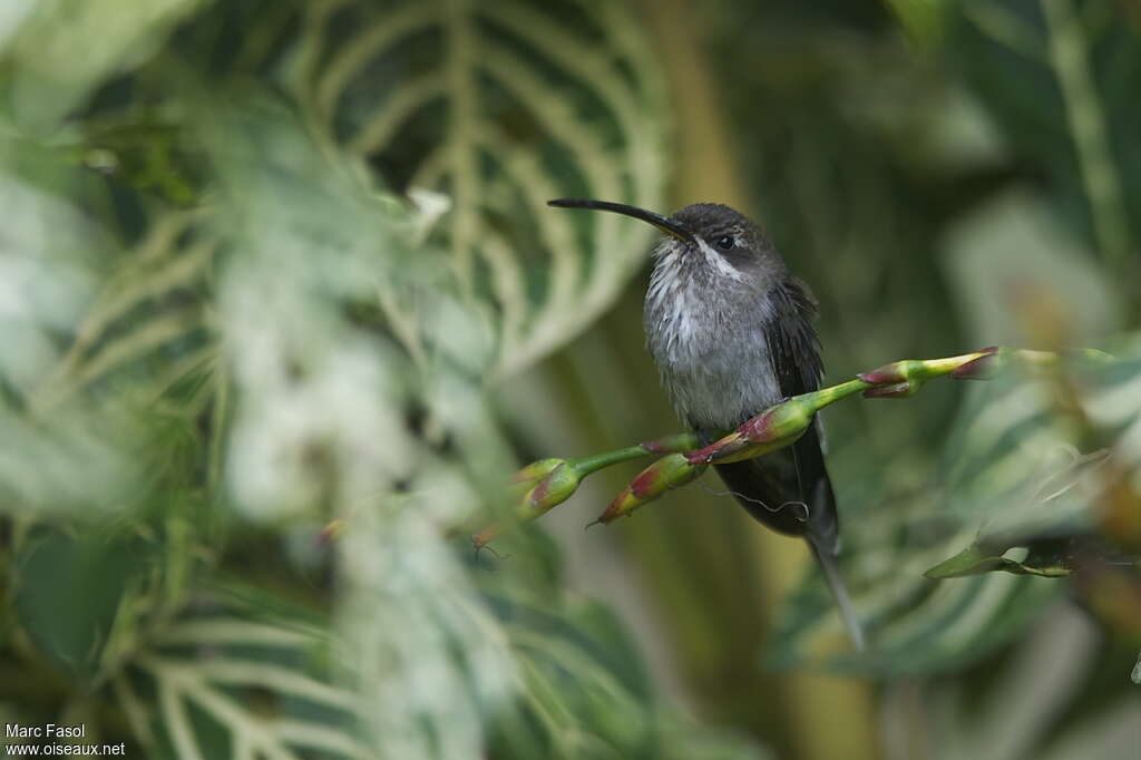 White-bearded Hermitadult, identification