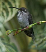 White-bearded Hermit