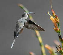 White-bearded Hermit