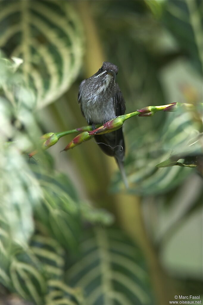 White-bearded Hermitadult, identification