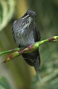 White-bearded Hermit