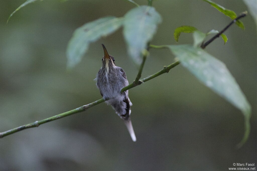 White-bearded Hermitadult, identification