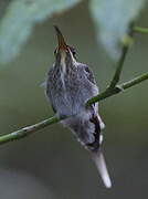 White-bearded Hermit