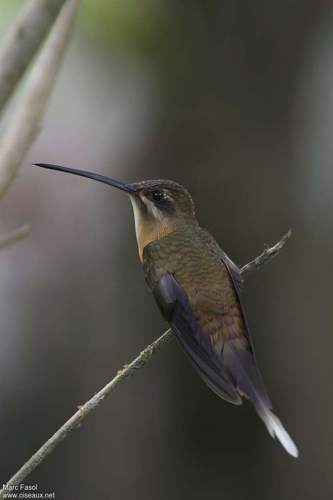 Koepcke's Hermitadult, identification