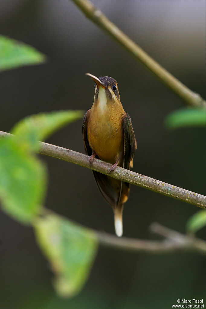 Koepcke's Hermitadult, identification