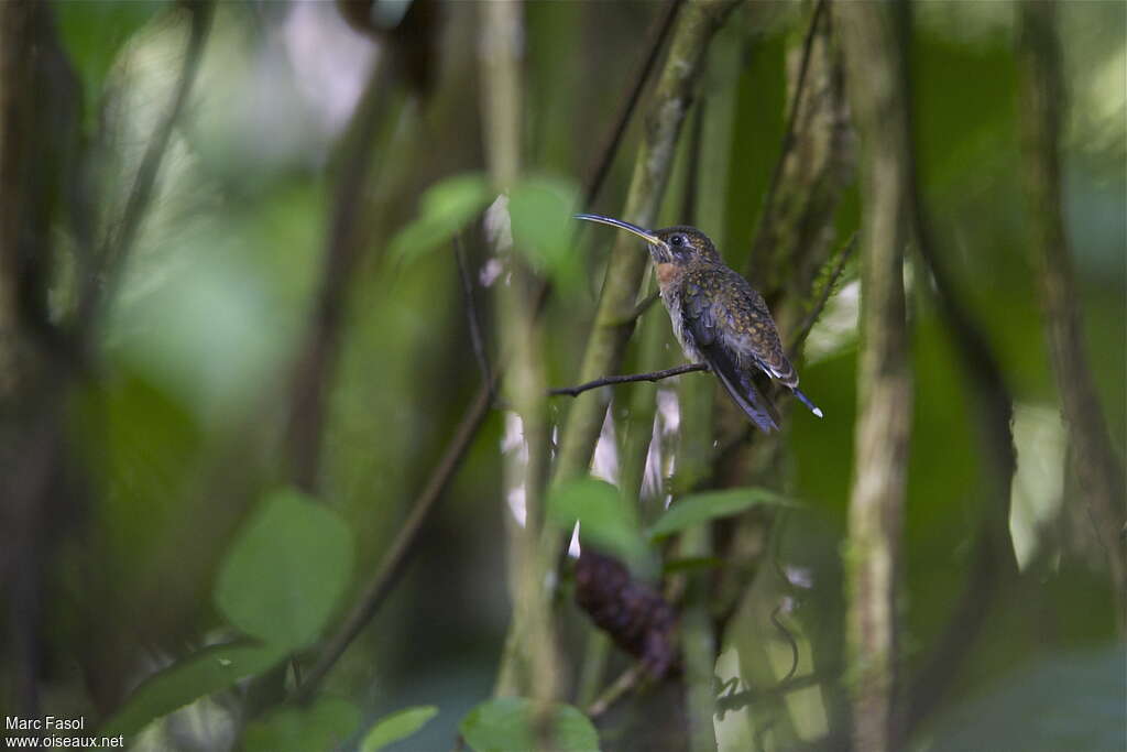 Band-tailed Barbthroatadult, identification