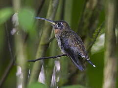 Band-tailed Barbthroat