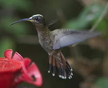 Rufous-breasted Hermit