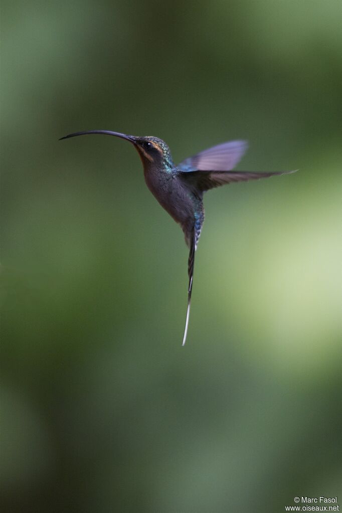 Green Hermit female adult, Flight