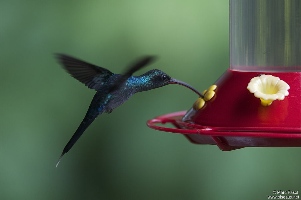 Green Hermit male, identification, Flight, feeding habits