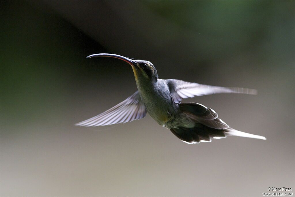 Green Hermit female adult, Flight