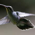 Ermite vert