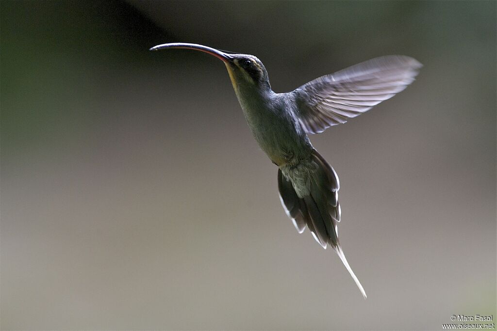 Green Hermit female adult, Flight