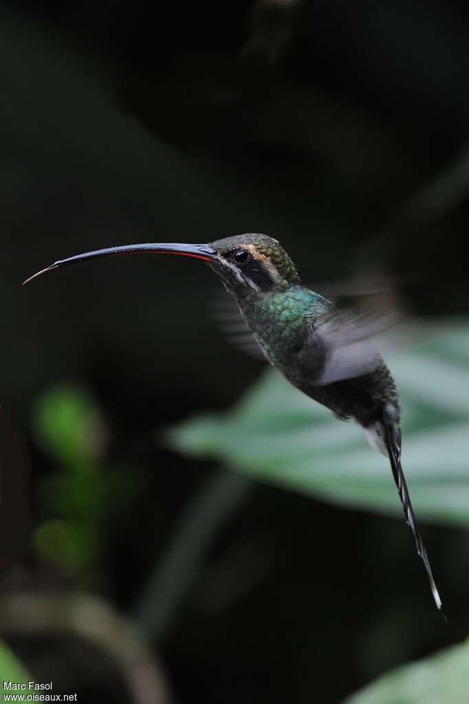 White-whiskered Hermit female adult, identification