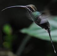 White-whiskered Hermit