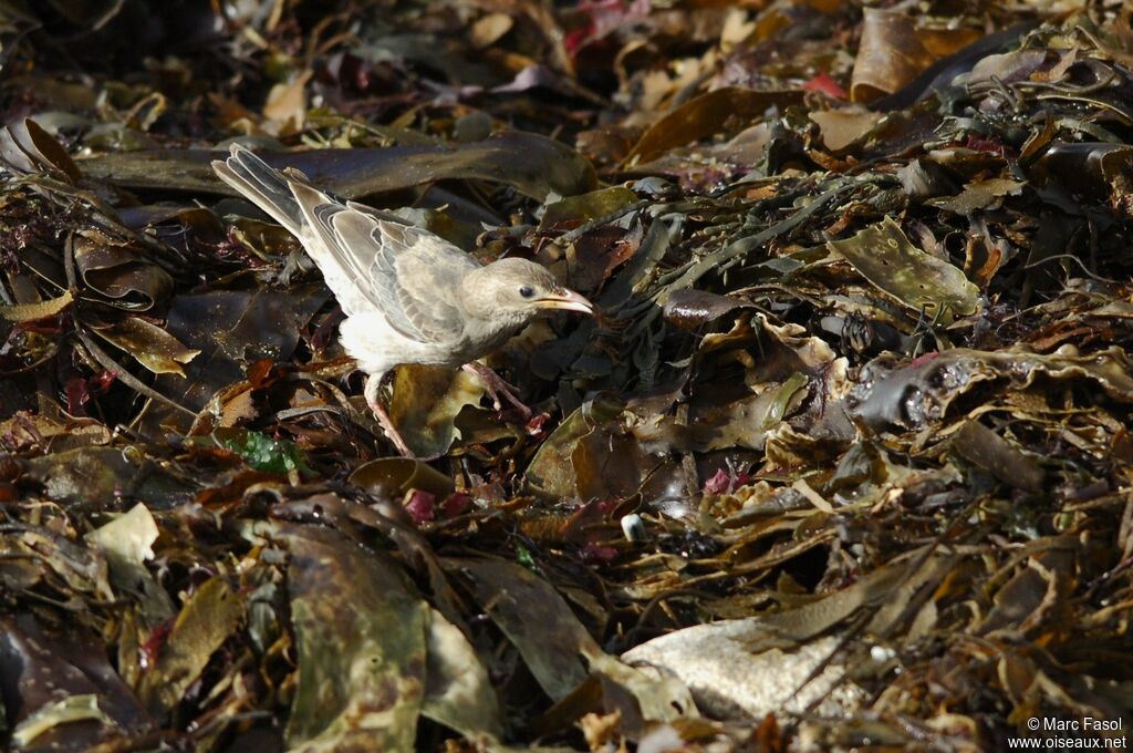 Étourneau roselin1ère année, identification, régime