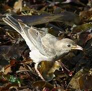 Rosy Starling