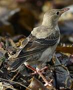 Rosy Starling