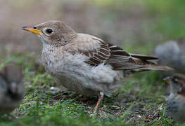 Rosy Starling