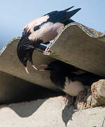 Rosy Starling