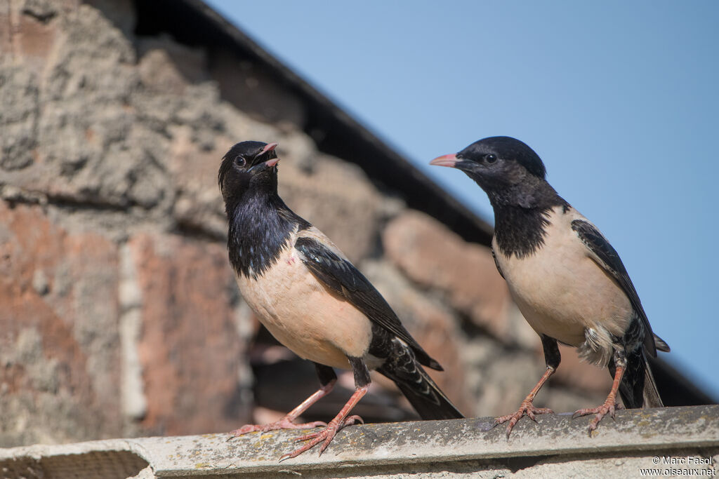 Rosy Starlingadult breeding, Reproduction-nesting