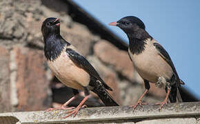 Rosy Starling