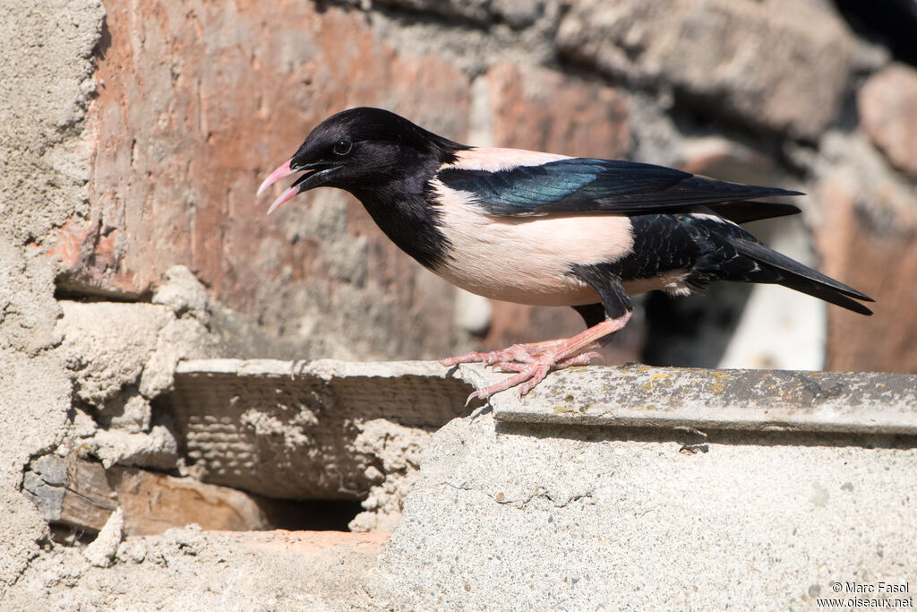Rosy Starlingadult breeding, identification, Reproduction-nesting