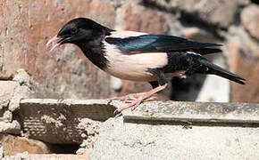 Rosy Starling