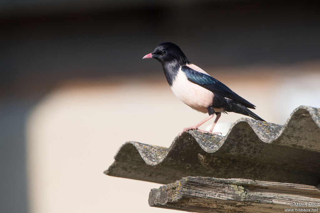 Rosy Starlingadult, identification