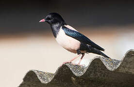 Rosy Starling