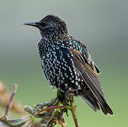 Common Starling