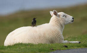 Common Starling