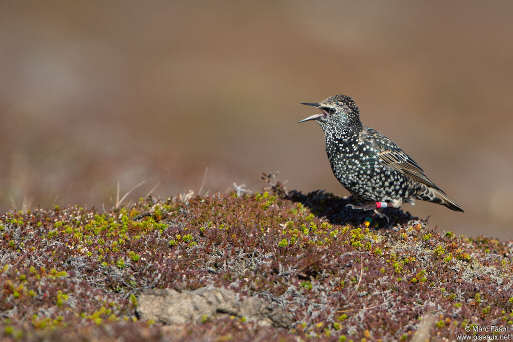 Common Starlingadult post breeding, identification