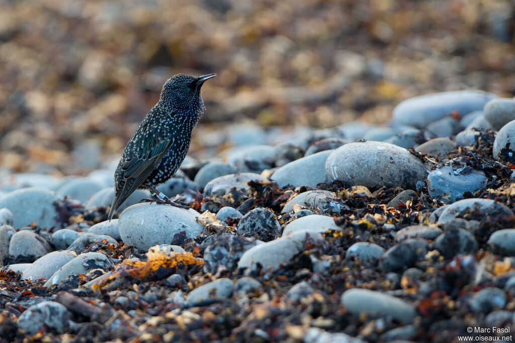 Common Starlingadult post breeding, identification