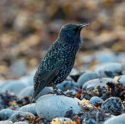 Common Starling