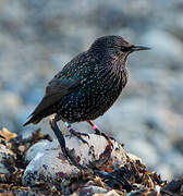 Common Starling