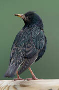 Common Starling