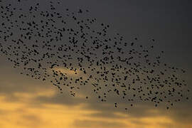 Common Starling