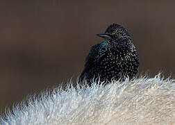 Common Starling