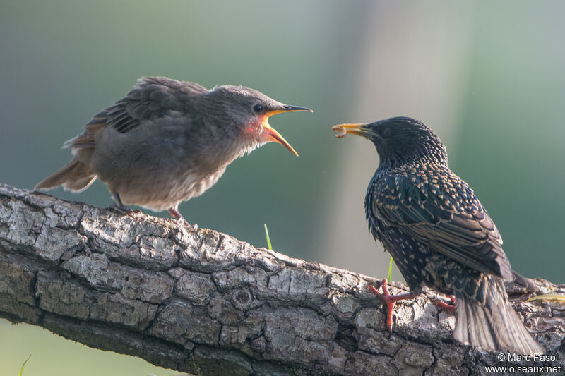 Common Starling, identification, feeding habits, Reproduction-nesting