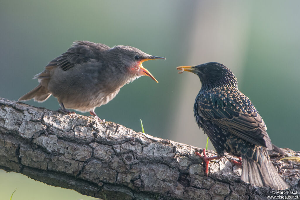 Common Starling, identification, feeding habits, Reproduction-nesting