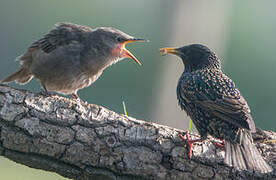 Common Starling