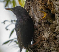 Common Starling