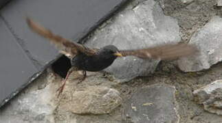 Common Starling