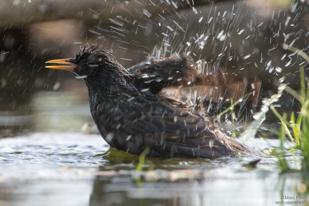 Common Starlingadult