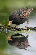 Common Starling